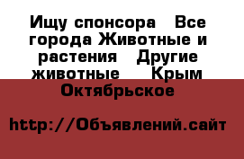 Ищу спонсора - Все города Животные и растения » Другие животные   . Крым,Октябрьское